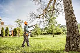 Best Tree Disease Treatment  in Atoka, NM