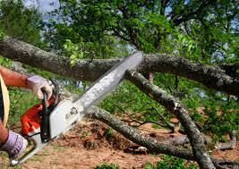 Best Fruit Tree Pruning  in Atoka, NM