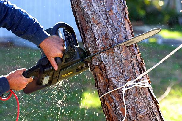 Best Hazardous Tree Removal  in Atoka, NM