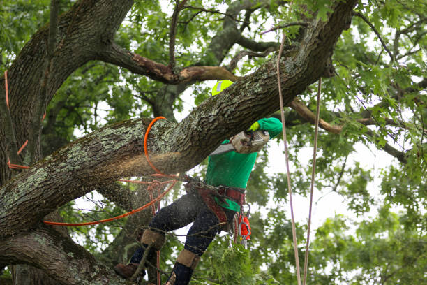 Best Leaf Removal  in Atoka, NM