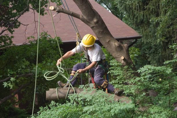 Best Tree Maintenance Programs  in Atoka, NM