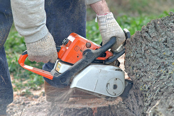 Best Commercial Tree Services  in Atoka, NM