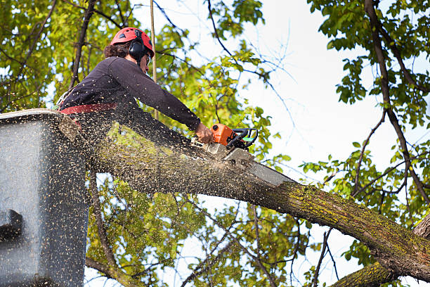 Best Storm Damage Tree Cleanup  in Atoka, NM