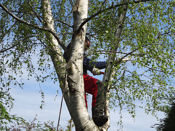 Best Tree Trimming and Pruning  in Atoka, NM