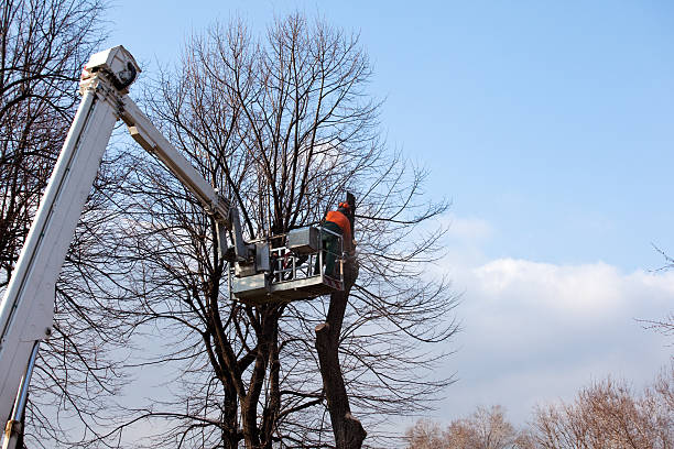 Best Emergency Tree Removal  in Atoka, NM