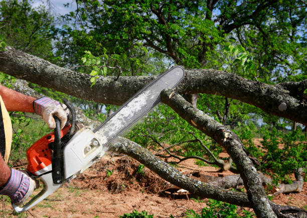 Best Seasonal Cleanup (Spring/Fall)  in Atoka, NM